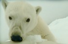 To the Arctic Blu-ray 3D/2D + DVD + UltraViolet Review