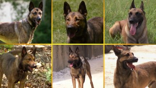 The six dogs who played Max are recognized in "Working with Max."