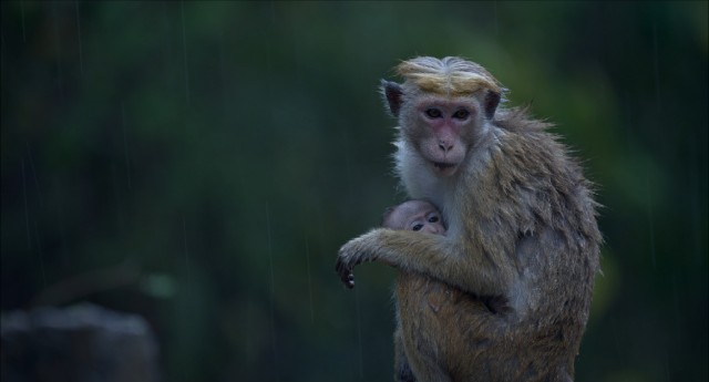Maya the macaque tries to keep her son Kip warm during monsoon season in Disneynature's "Monkey Kingdom."