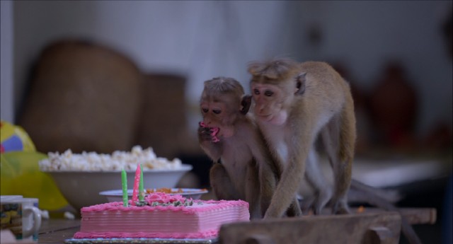 Just another day in the wilds of Sri Lanka as monkeys discover pink birthday cake.