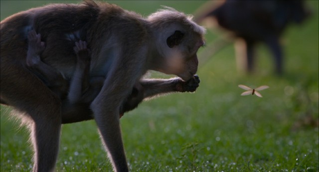 Maya and Kip get to ch-ch-ch-ch-chow down on the one morning of the year where there are termites everywhere for the taking!