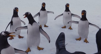 Six inherited Gentoo penguins imprint on Mr. Popper and stay close to him in a snowy Central Park outing.