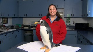 San Diego SeaWorld aviculturist Jessica Perry talks penguins with a friend in "Ladies and GentooMen."