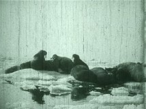 Walruses feature in the tinted short "Captain Kleinschmidt's Arctic Hunt."