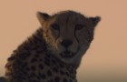 African Cats Blu-ray + DVD Review