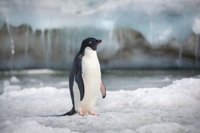 Disneynature's "Penguins" centers on this Adlie penguin it names Steve.