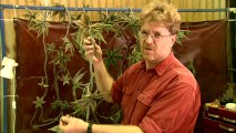 Holding a position not often found in film crews, head vinemaker Gary Cameron shows off his shrub work in "Creeping Death."