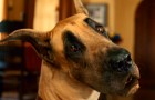 Marmaduke Blu-ray & DVD Review