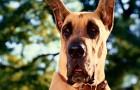 Marmaduke Blu-ray & DVD Review