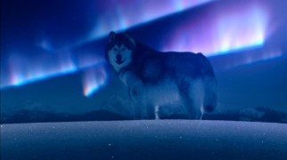 Talon (voiced by Kris Kristofferson), trainer for Shasta and the Buddies, strikes a pose against a CG aurora.