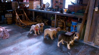 Shasta and the Buddies get in their dogsled positions for the off-screen trainer.