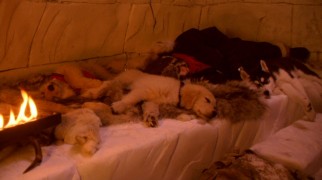 Adam, Shasta, and the Buddies spend the night in an igloo, a scene sure to inspire "awwws" from audience members.