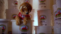 Budderball enjoys the ice cream more than required in this bit from the blooper reel.