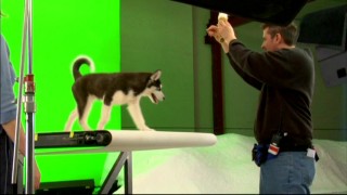 Shasta does some treadmill walking for an effects shot.