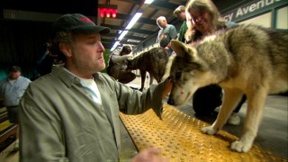 Director Jon Turteltaub scratches the (motion capture dotted) head of a not-so-very intimidating wolf in "Wolves & Puppies."