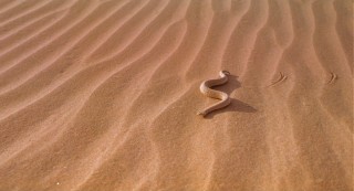The snake is dancing with itself in the desert.