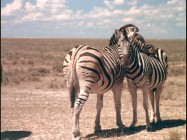 The bonus 'music video' entitled "Our Sacred Planet" includes footage not used in the film.