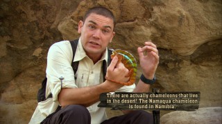 A chameleon is one of the least dangerous "Real Creatures of Dirt" Donald Schultz fearlessly observes.