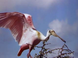 Walt Disney's Oscar-winning 1952 True-Life Adventure documentary "Water Birds" is presented in high definition.