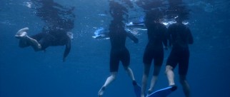 The four friends trying to swim to safety become moving targets for the Australian sharks.