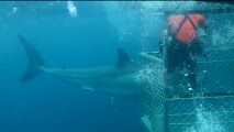 A shark is filmed from the safety of a cage in "Shooting with Sharks."