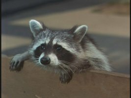 Aww, and you doubted raccoons could be adorable.