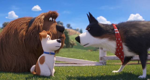 City dogs Max and Duke meet a salty old country Newfoundland named Rooster in "The Secret Life of Pets 2."
