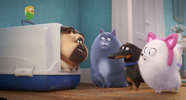 To recover the treasured squeak toy of Max's that she lost, Gidget is trained by Chloe to think and act like a cat.