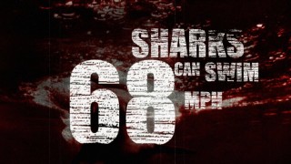 Maximum swimming speed is one of the shark facts shared in the Blu-ray's survival guide.
