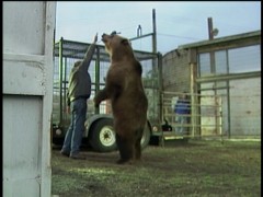Simon Smith and his dancing bear? Close, but no. It's actually Douglas Seus and the amazing acting bear in "Training Bart the Bear."