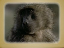 "DisneyPedia" profiles monkeys and elephants, among other animals seen in the film.