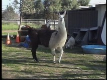 A real llama appears in the brief featurette "The Research Trip."