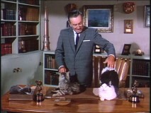 Walt Disney interacts with some cats in a TV introduction to the film.