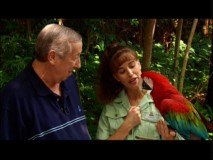 Roy Disney meets up with Christy and Red, a Greenwing macaw who likes to say "Hey Baby" rather than "Save the Rainforest."
