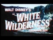The theatrical trailer for "White Wilderness", oddly in widescreen, promotes the film as an epic of nature, even referring to some animals as villains.