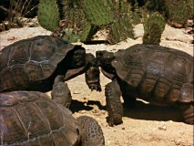 Forget Ninja Turtles, these two desert residents fight over a girl until one of them leaves in disgrace.