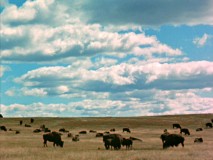 There's buffalo as far as the eye can see out on "The Vanishing Prairie."