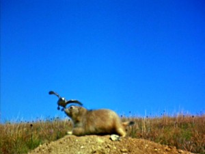 A hawk swoops down for a crack at a Prairie Dog.