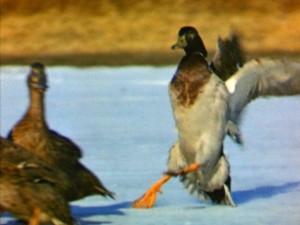 You just can't go wrong with a montage of ducks sliding into each other.