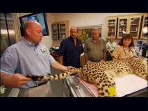 A cheetah check-up is performed in front of two Roy Disneys in one of two featurettes set at Disney's Animal Kingdom.