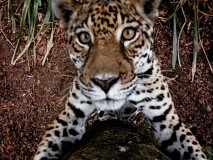 This South American jaguar gets right up to the camera in this memorable shot from "Jungle Cat."