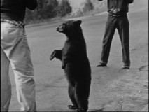 Could you say no to feeding a tiny hungry bear like this in Yellowstone?