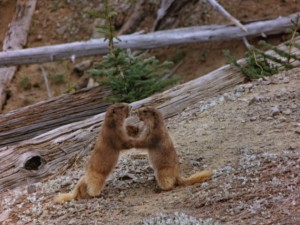 Marmot see, marmot do. These little furry guys are supposedly imitating an elk duel.