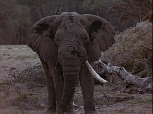 This elephant is old. Hence, the one tusk.
