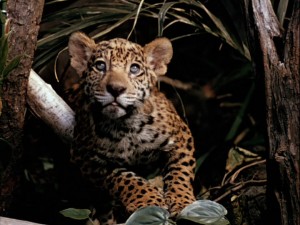 Everyone loves a baby jaguar.