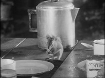 The True-Life filmmakers had to acquaint themselves with the squirrels before any serious filming could begin.