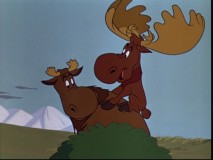 The midget moose has an ordinary-sized friend!
