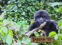 Make a movie set in Africa and you're bound to get an all-expenses paid trip to look at gorillas there.