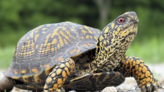 The history of real turtles (and ninjas) comprises "Evolutionary Mash-Up."