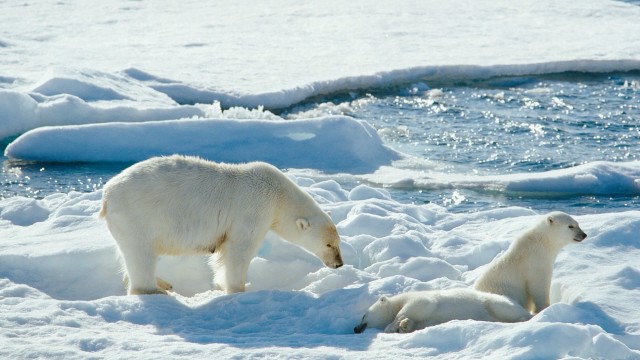 A mother polar bear and her cubs win us over in "To the Arctic."